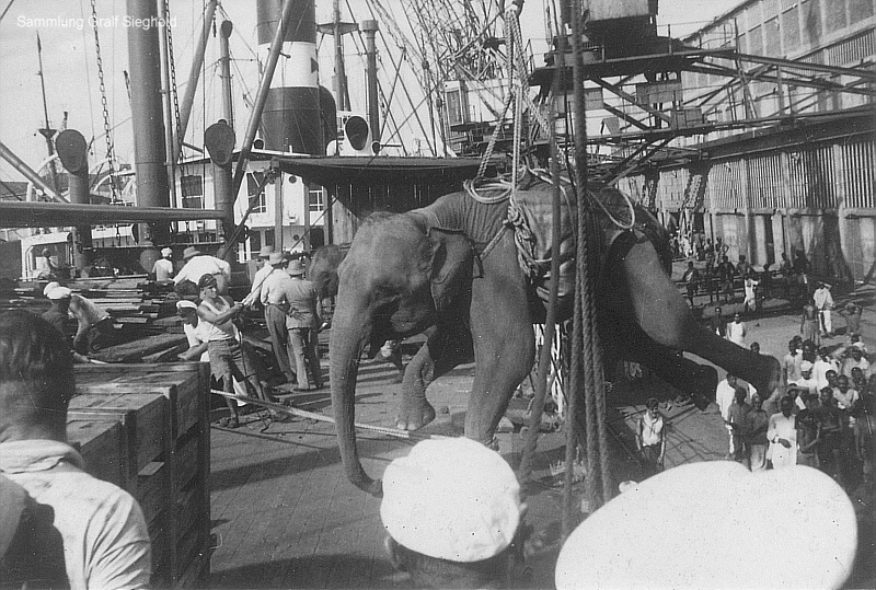 ALTENFELS (2) ein Elefant kommt an Bord.