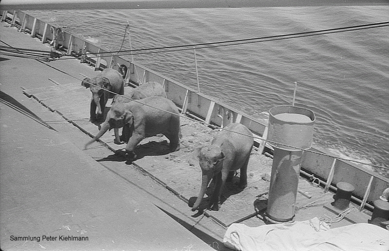 FALKENFELS (3) Elefanten an Deck.