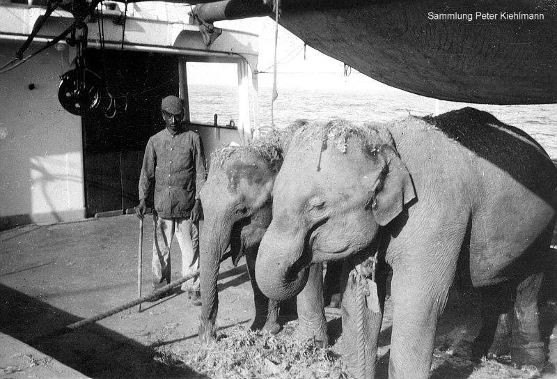 LICHTENFELS (2) Elefanten an Bord.